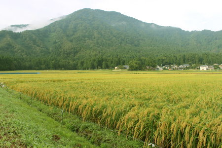 稲作農業