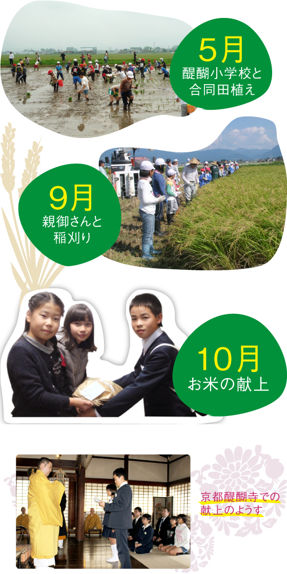 5月醍醐小学校と合同田植え9月親御さんと稲刈り10月お米の献上